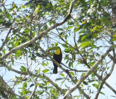 Keel-billedToucan1612.2012.0320.jpg