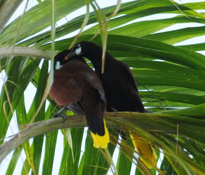 MontezumaOropendola4362.2012.0325.jpg