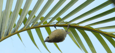 PalmTanager(wPalm)1123.2012.0320.jpg