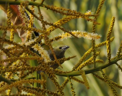PalmTanager1103.2012.0320.jpg