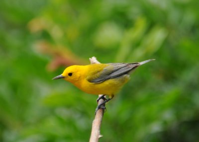ProthonotoryWarbler1485.2012.0320.jpg