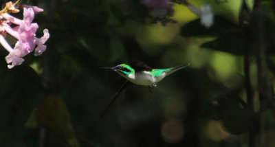 Purple-crownedFairy1605.2012.0320.jpg