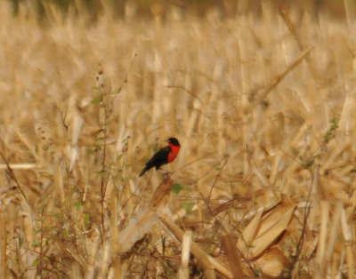 Red-breastedBlackbird(M)3733.2012.0325.jpg