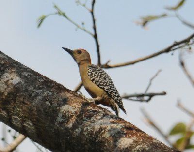 Red-crownedWoodpecker(M)2505.2012.0322.jpg