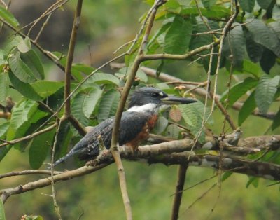 RingedKingfisher3486.2012.0324.jpg