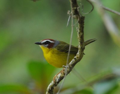 Rufous-cappedWarbler3354.2012.0324.jpg