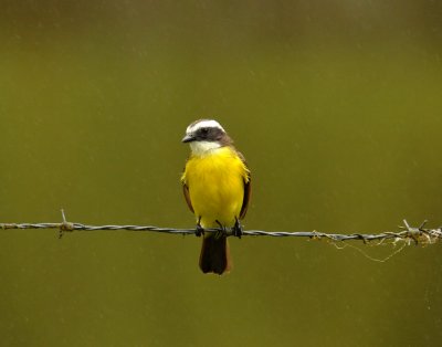 Rusty-marginedFlycatcher4587.2012.0326.jpg