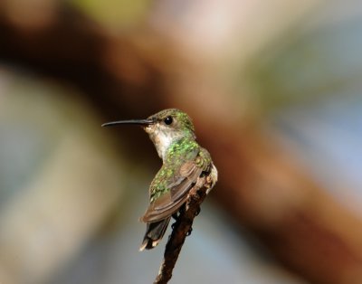 Sapphire-throatedHummingbird(F)3774.2012.0325.jpg