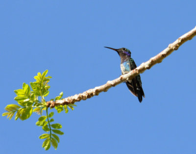 Sapphire-throatedHummingbird(M)3750.2012.0325.jpg