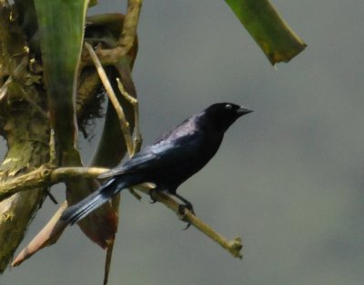 ShinyCowbird2381.2012.0322.jpg