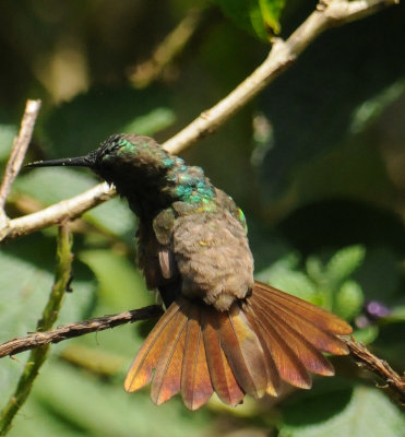 Snowy-belliedHummingbird1935.2012.0321.jpg