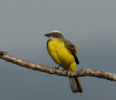 SocialFlycatcher1332.20120320.jpg