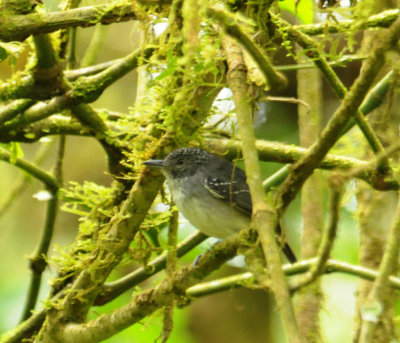 Spot-crownedAntvireo(M)2291.2012.00322.jpg
