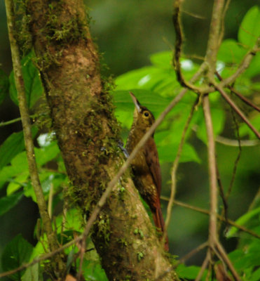 SpottedWoodcreeper3644.2012.0324.jpg