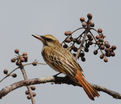 StreakedFlycatcher3940.2012.0325.jpg