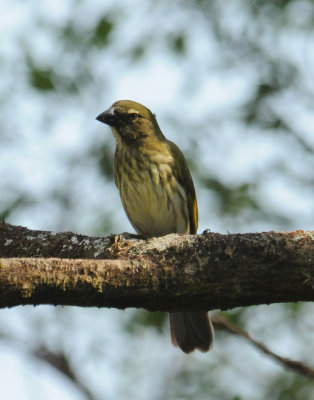 StreakedSaltator2530.2012.0322.jpg