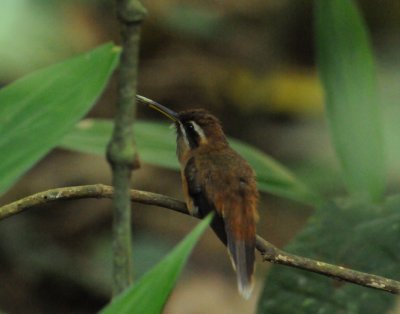 Stripe-throatedHermit3530.2012.0324.jpg