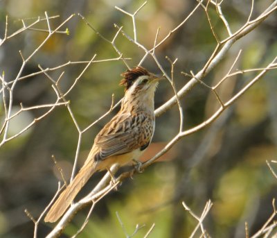 StripedCuckoo2573.2012.0322.jpg