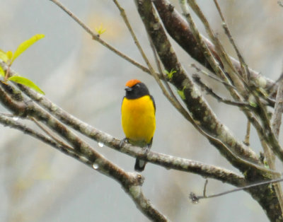 Tawny-cappedEuphonia4553.2012.0326.jpg