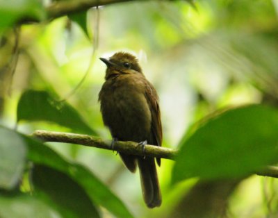 Thrush-likeSchiffornis3631.2012.0324.jpg