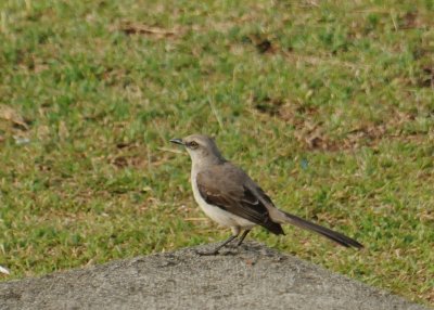 TropicalMockingbird1262.2012.0320.jpg