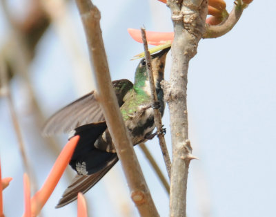 VeraguanMango(ImMale)3862.2012.0325.jpg