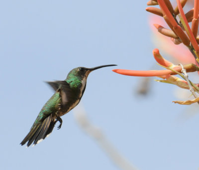 VeraguanMango(ImMale)3928.2012.0325.jpg
