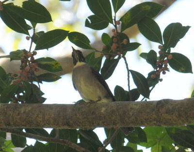 White-throatedThrush3378.2012.0324.jpg