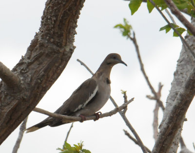 White-wingedDove4283.20120325.jpg