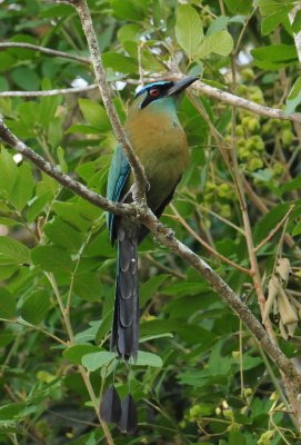 WhoopingMotmot2656.2012.0322.jpg