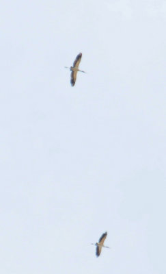 WoodStork3974.2012.0325.jpg