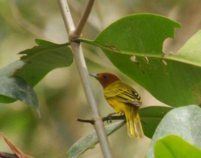 YellowWarbler(Mangrove)4323.2012.0325.jpg