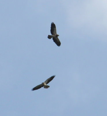 aaSwainson'sHawk(2)1176.2012.0320.jpg