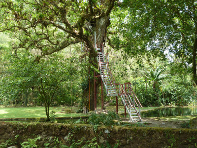 abbTreehouseP1040758.jpg