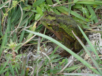 byToadP1040743.jpg
