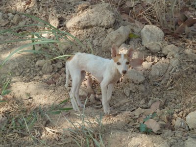 rjDogP1040829.jpg