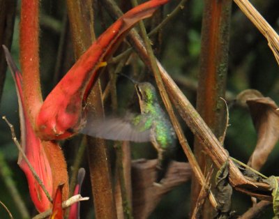 Band-tailed Barbthroat