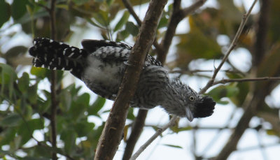 Barred Antshrike( male)