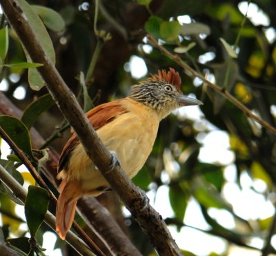 Barred Antshrike (female)