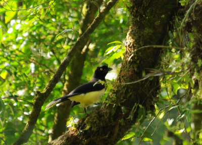 Black-chested Jay