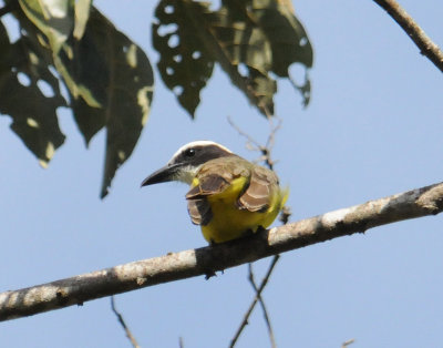 Boat-billed Flycatcher