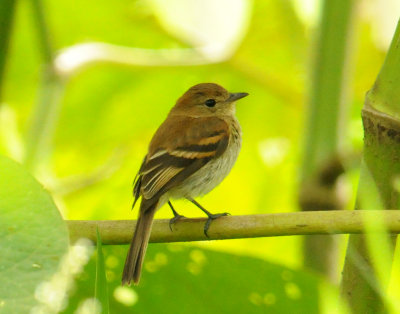 Bran-colored Flycatcher