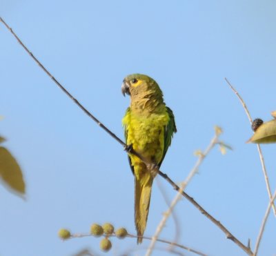 Brown-throated Parakeet