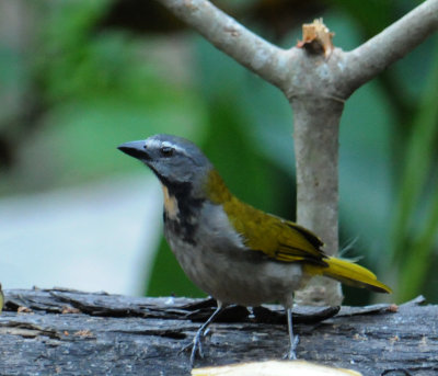 Buff-throated Saltator