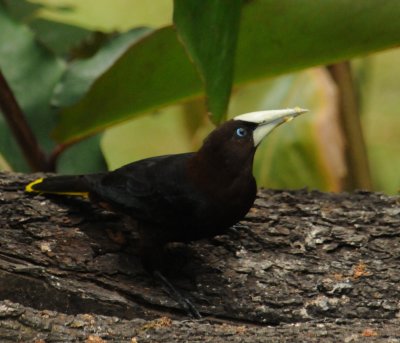 Chestnut-headed Oropendola