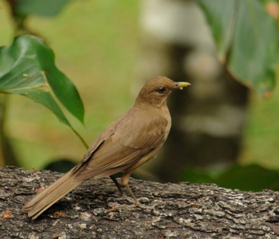 Clay-colored Thrush