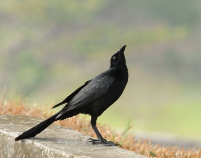 Great-tailed Grackle