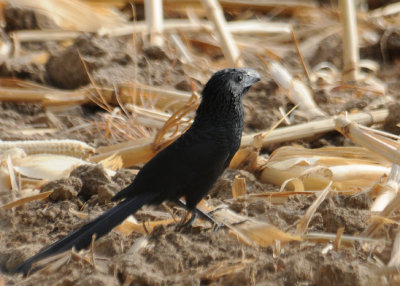 Groove-billed Ani