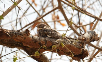 Probable Common Nighthawk