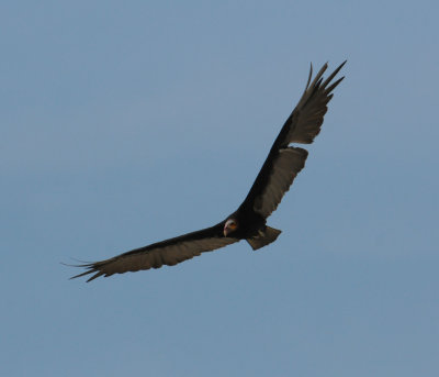Lesser Yellow-headed Vulture